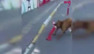Denizde pitbull saldırısı iddiası! Genç hayatını kaybetti