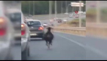 Bursa'da otobana çıkan keçi, trafiği alt üst etti