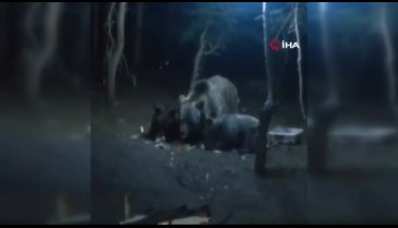 Bursa Uludağ'da aç kalan ayılar kamp alanına indi
