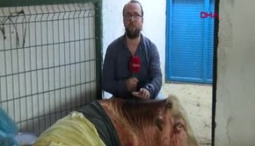 Antalya yangınında yaralanan hayvanlar Bursa'da tedavi oluyor