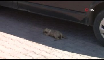 5 yavru köpek vicdansızca katledildi! Anne köpek yavrularını bırakamadı