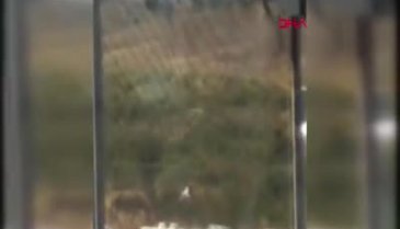 Eşeğe tecavüz iddiası ortalığı karıştırdı