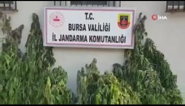 Bursa'da jandarmadan Hint kenevir operasyonu!