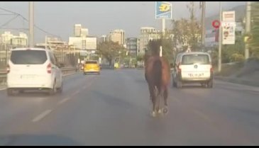 Bursa'da firar eden at trafiği altüst etti!