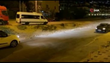 Bursa'da aç kalan domuzlar şehre indi