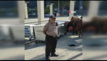Bursa'da yollardaki başıboş atlar yakalandı
