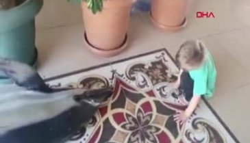 Bursa'da çay bahçesinin sahiline ölü yunus balığı vurdu
