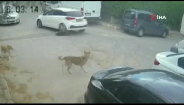 Köpeği ezdi, hiçbir şey olmamış gibi yoluna devam etti