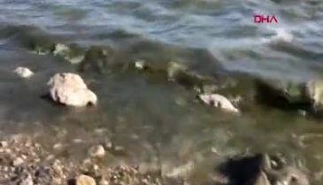 Eğirdir Gölü'ne atık suların karıştığı iddia edilmişti... İnceleme başlatıldı
