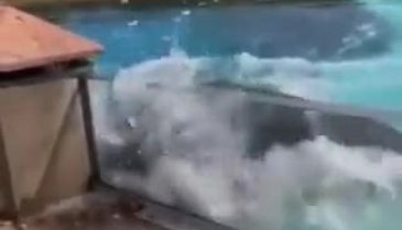 Dünya sosyal medyadaki bu intiharı konuşuyor: Ölüm kaçınılmaz olur!