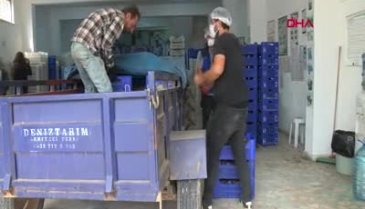 Bursa siyahı inciri, dünya pazarına çıkıyor!