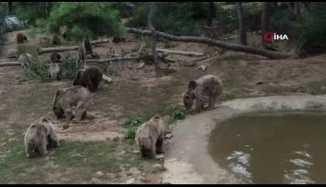 Kayalıklardan düşerek yaralanan kör ayı yeni yuvasına Bursa'da kavuştu