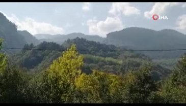 Bursa'da orman yangını! Kısa sürede söndürüldü