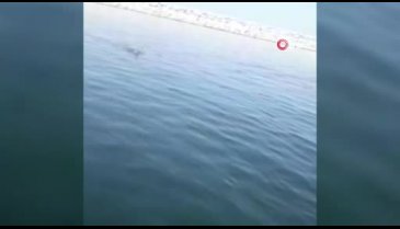 Bursa'da denizde boğulmak üzere olan köpeği balıkçılar son anda kurtardı