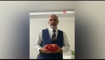Bursa'da dev domates görenleri şaşırtıyor