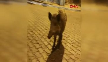 Videoya aldığı domuza 'birader ne var ne yok' diye seslendi