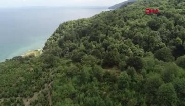 Bursa'da 'gal arısı' ile mücadele kapsamında alternatif yöntemler uygulanıyor