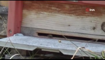 Bursa İnegöl'den 5 ülkeye bal ve kovan ihracatı