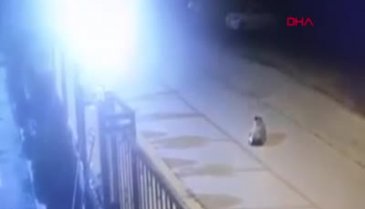 Vicdansız sürücü köpeği ezip kaçtı