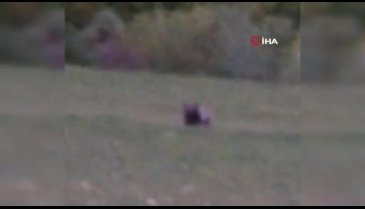 Ardahan'da bir vatandaş köye inen ayıyı bal vermek için yanına çağırdı