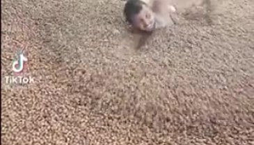 Ordu'da TikTok kullanıcısı fındıkların içerisinde yüzdü