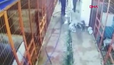 İstanbul Tuzla'da köpeği av tüfeği ile vuran kişi kamerada