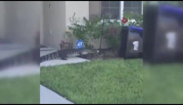 ABD'nin Florida eyaletinde bahçesine giren timsahı çöp kovasıyla yakaladı