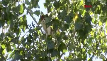 Gün boyunca ağaçtan inemeyen kedi itfaiye ekiplerini görünce indi