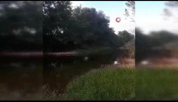 Bursa Yenişehir'de suların çekilmesi balık ölümlerine sebep oldu