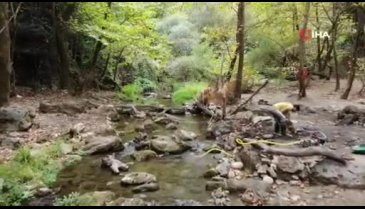 Bursa'da Uludağ'ın eteklerinde altın arıyorlar