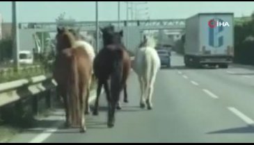 Bursa'nın en işlek caddelerinde geziyorlar!