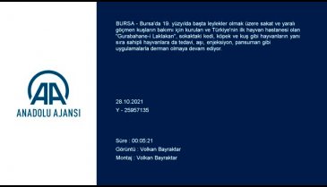 19. yüzyılda Bursa'da kurulan Gurabahane-i Laklakan, sokak hayvanlarına şifa oluyor