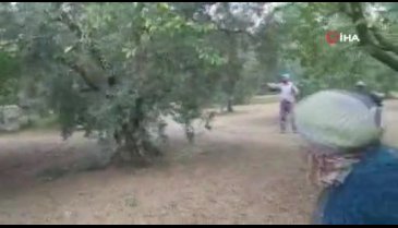 Bursa'da zeytin toplayan aileye yılan saldırdı