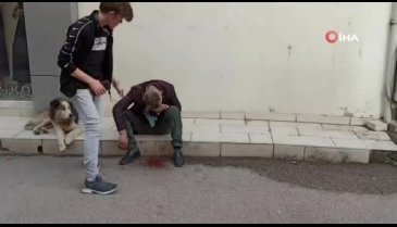 Bursa'da vefak&acirc;r köpek, yaralanan sahibinin başından ayrılmadı