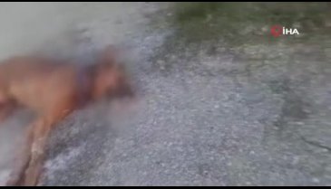 31 sokak hayvanı etle zehirlendi