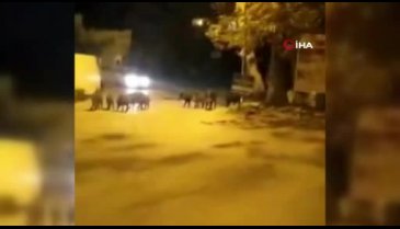 Bursa'da aç kalan domuz sürüsü merkeze indi