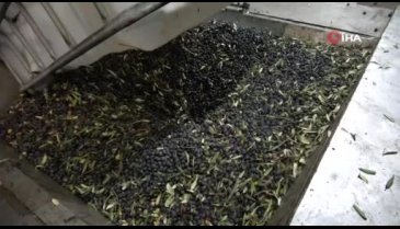 Bursa'da ağaçlar yanınca zeytin yağı 50 lirayı buldu