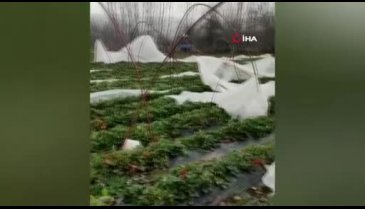 Bursa'da seralar lodosla zarar gördü