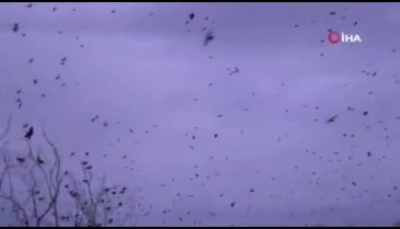 Tekirdağ'da Hitchcock filmini aratmayan anlar: Kargalar istila etti!