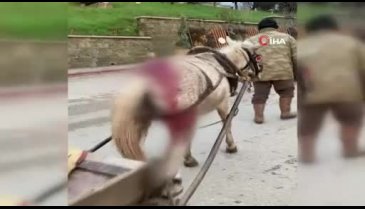 Edirne'de yaralı ata yük çektirdi