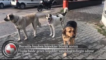 Barınak değil FSM! Bursa'da dostlar kaderine teslim (ÖZEL HABER)