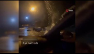 Bursa'da selam verdikleri ayı otomobile saldırdı
