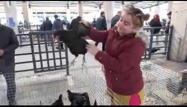 Bursa'da köy tavuğu satışlarına büyük ilgi