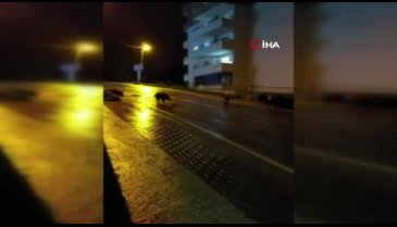 Bursa'da domuz sürüleri şehir merkezinde yemek aradı!
