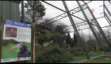 Dünyada nesli tükeniyor ama Bursa'da nüfusu artıyor