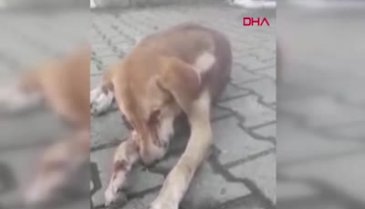 Zonguldak'ta vahşet! Sokak köpeği işkenceye uğradı