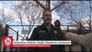Evcil hayvan sahiplenmek istiyorsanız Bursa'daki veteriner hekime kulak verin (ÖZEL HABER)