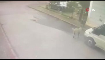 Bursa'da sahipli köpeği kamyonetle çaldılar