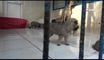 Bursa'da yasak köpek ırkları için önemli gelişme!