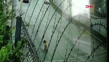 Cipini, ezmek için yol kenarındaki köpeğin üzerine sürdü